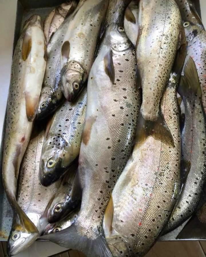 Apartmani Bakule Peštani 外观 照片